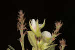 Hairy lespedeza